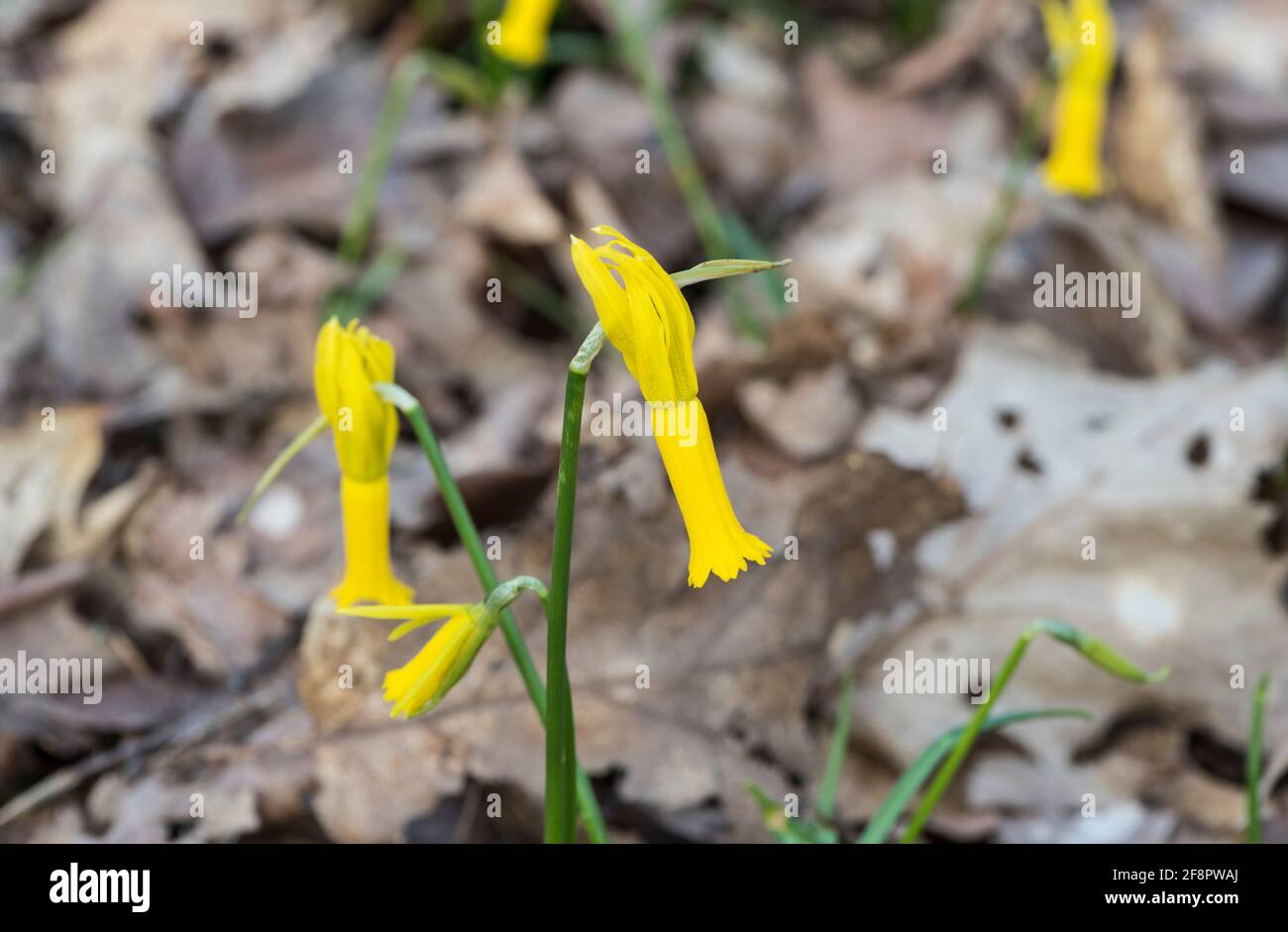 Fiore di ciclamino (Narcissus cyclamineus) Foto Stock