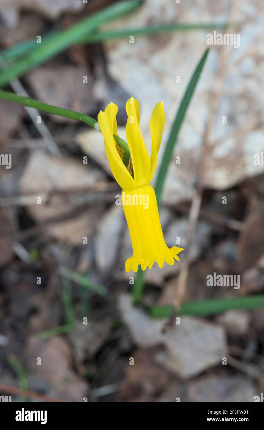 Fiore di ciclamino (Narcissus cyclamineus) Foto Stock