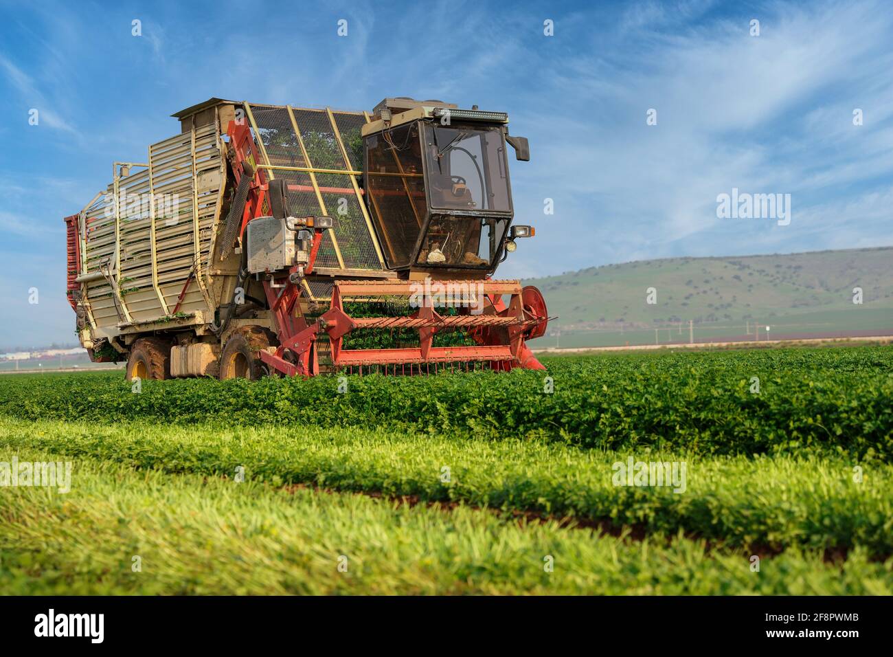 Macchinari agricoli trita le erbe in un campo agricolo verde. Foto Stock