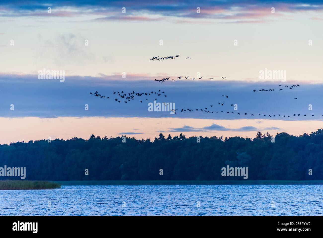 uccelli che sorvolano un lago alla sera, bellissimo paesaggio durante la stagione estiva. foto orizzontale Foto Stock