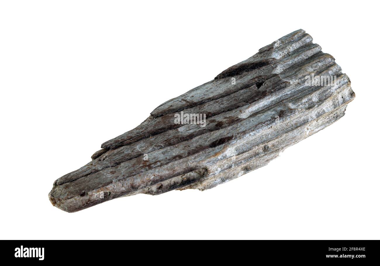 Tessuto Driftwood pezzo di legno isolato Foto Stock