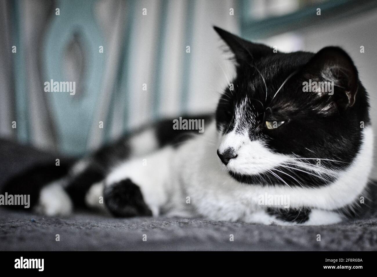 gatto domestico bianco e nero che dorme sulla sedia. Foto Stock