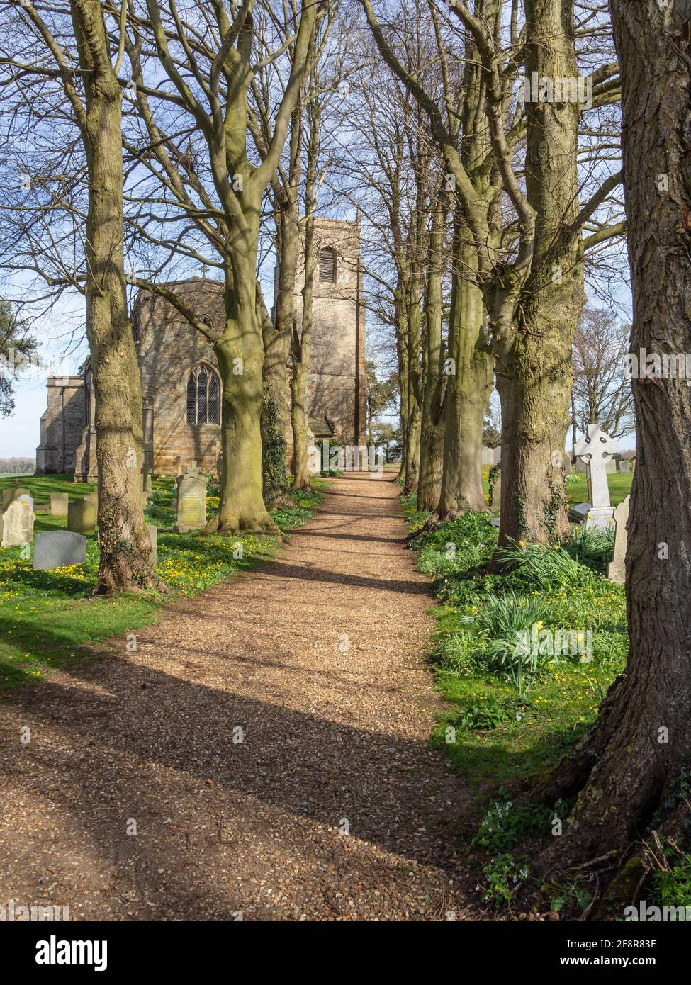 Percorso alberato alla chiesa di San Pietro e San Paolo in primavera, Harrington, Northamptonshire, Regno Unito; le prime parti risalgono al 14 ° secolo Foto Stock