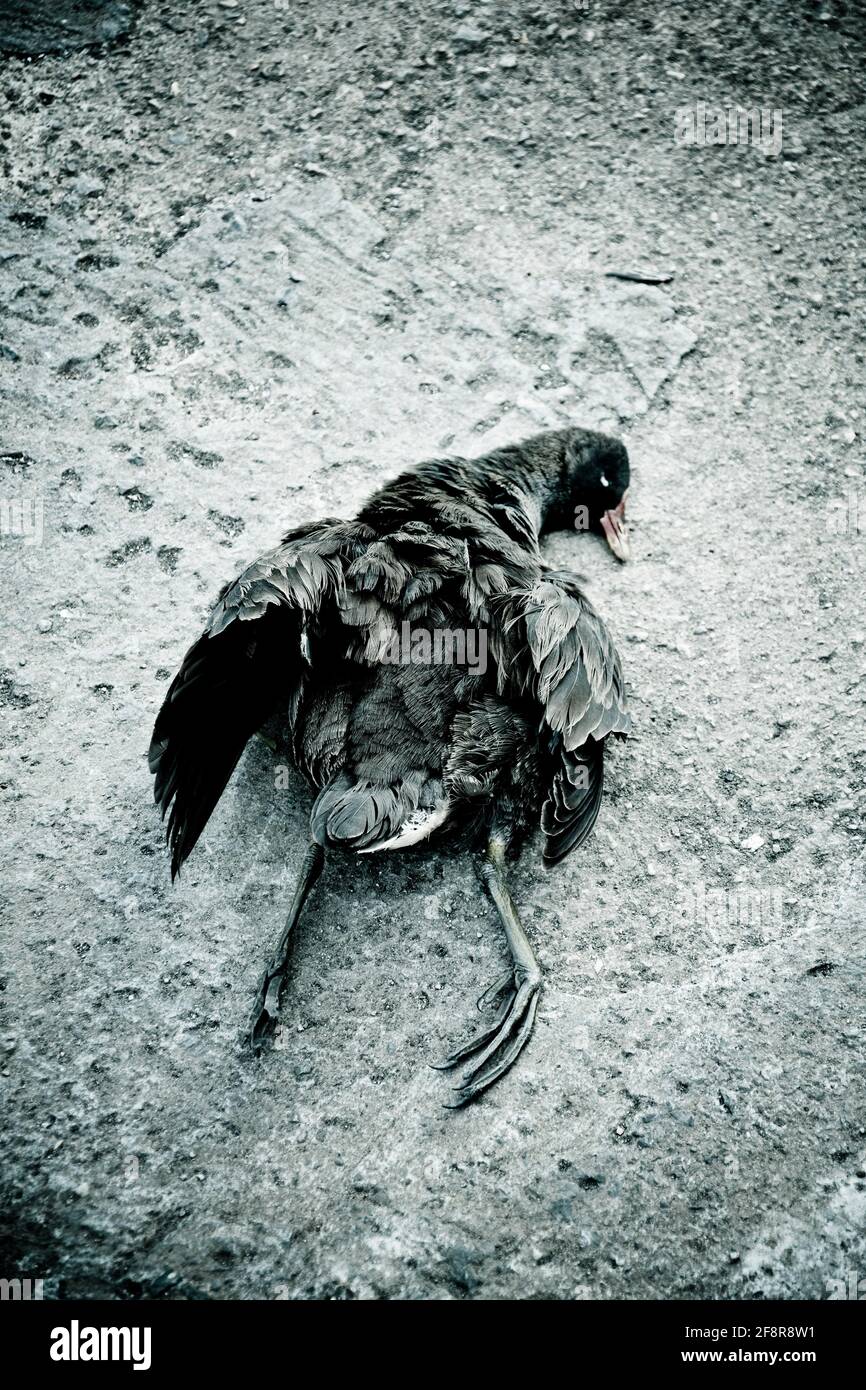 Uccello morto, uccello nero morto sdraiato su un pavimento. Tragedia, uccisa, da sola. Foto Stock