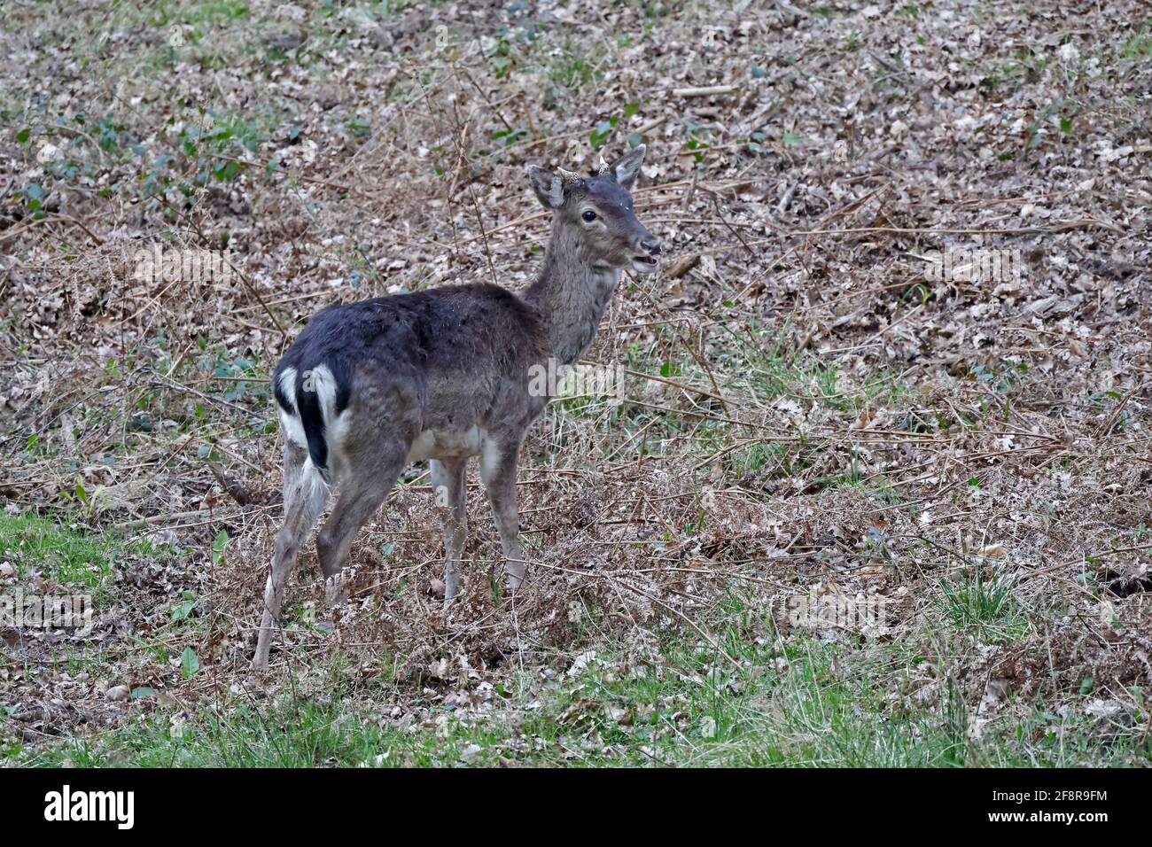 Maschio allow Deer con piccolo antlers Foresta di Dean UK Foto Stock