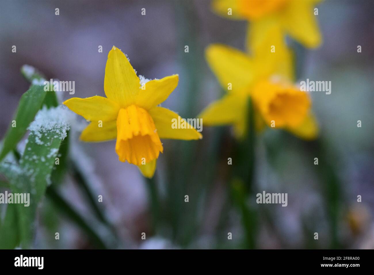 Primo piano di narcisi gialli nella neve con diverso messa a fuoco Foto Stock