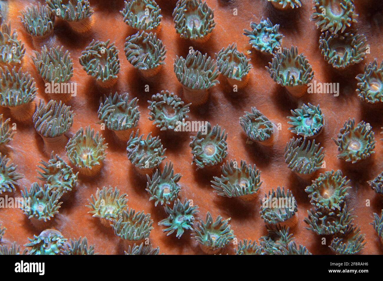Nahaufnahme einer Koralle (indonesiano) - colse up di Corallo (Indonesia) Foto Stock
