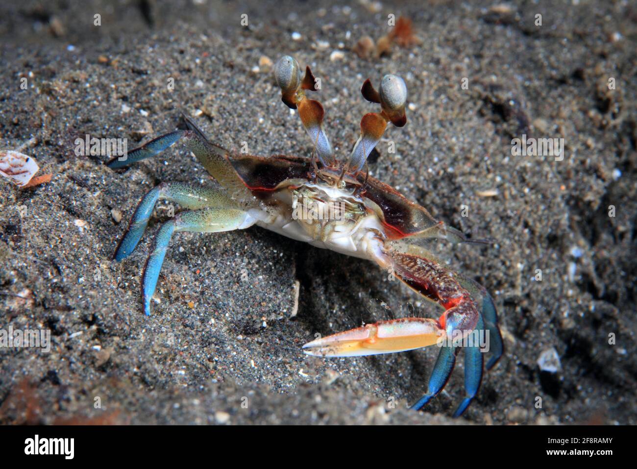 Schwimmkrabbe, granchio da bagno con gli occhi di petalo, Podoftalmus minabensis, Lembeh, Sulwesi, Indonesia Foto Stock