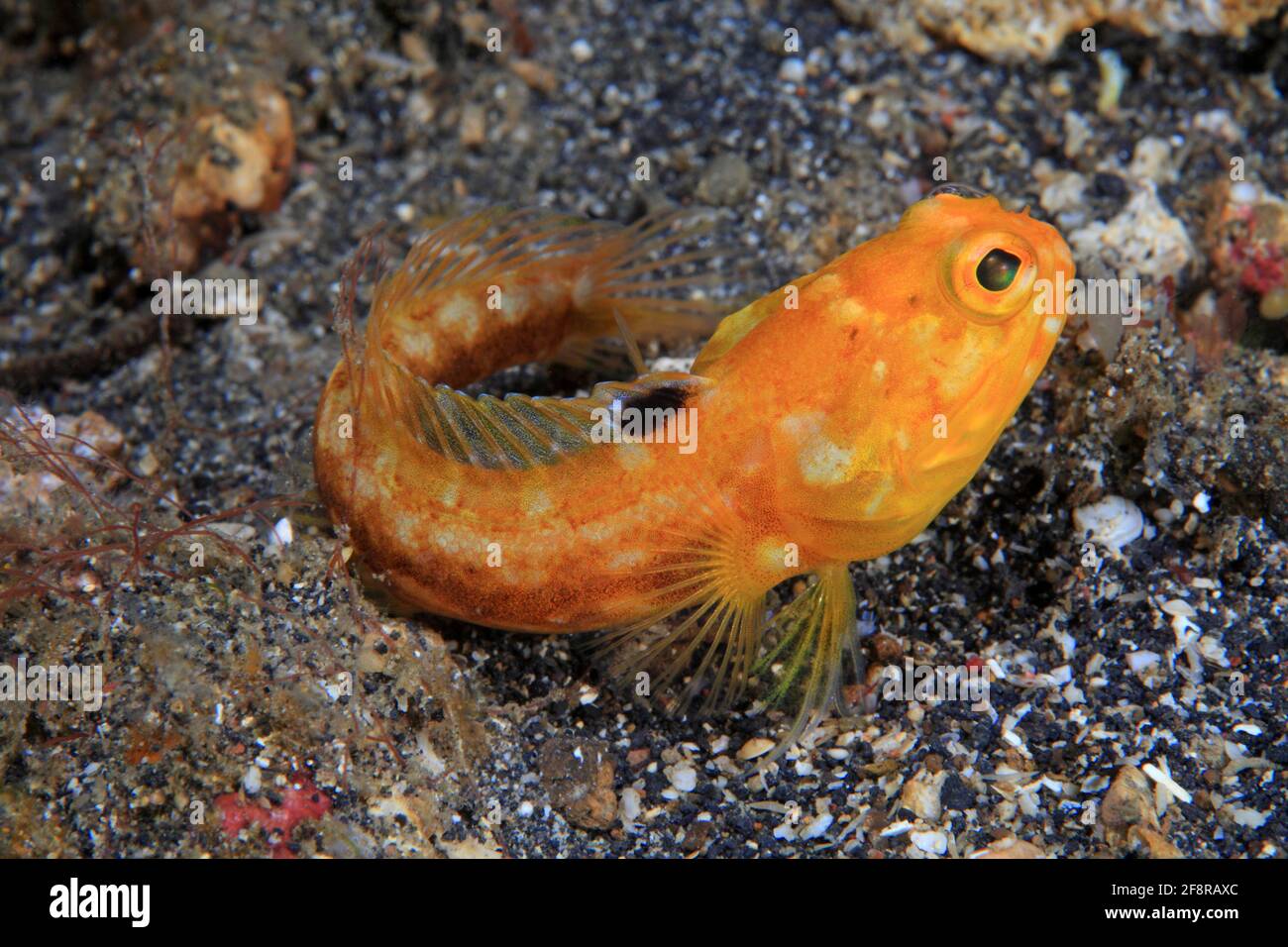 Kieferfisch, Jawfish, Opistognatus sp., Lembeh, Sulawesi, Indonesia Foto Stock