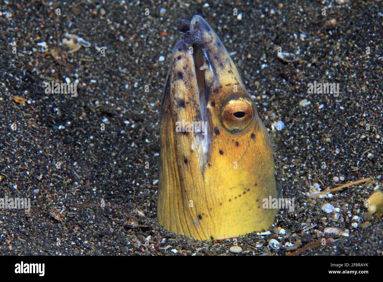 Schwarzflossen-Schlangenaal, anguilla di serpente alettata nera, Ophichthus melanochir, Lembeh, Sulawesi, Indonesia Foto Stock