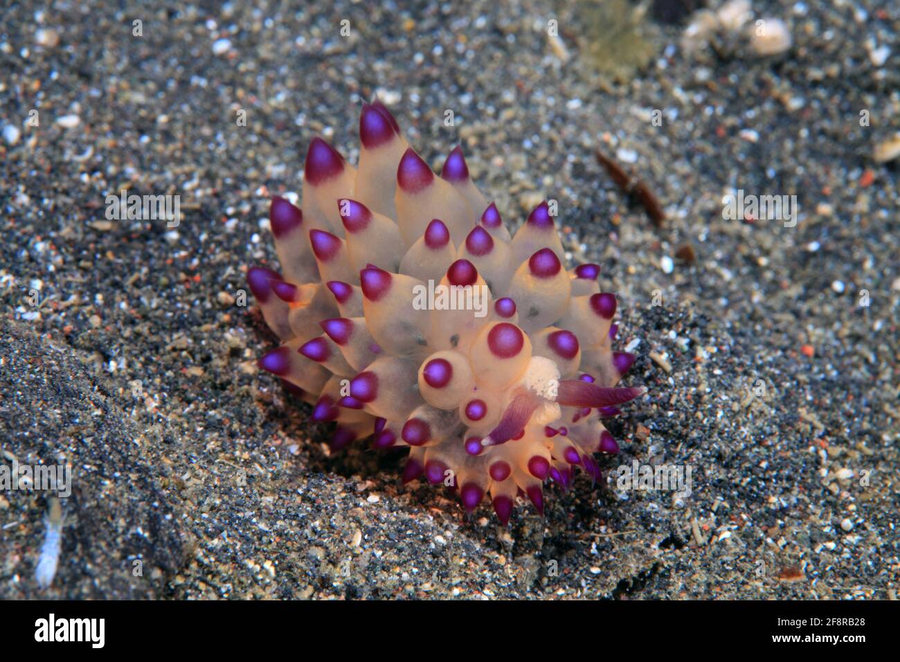 Lembeh, Sulawesi, Indonesia Foto Stock