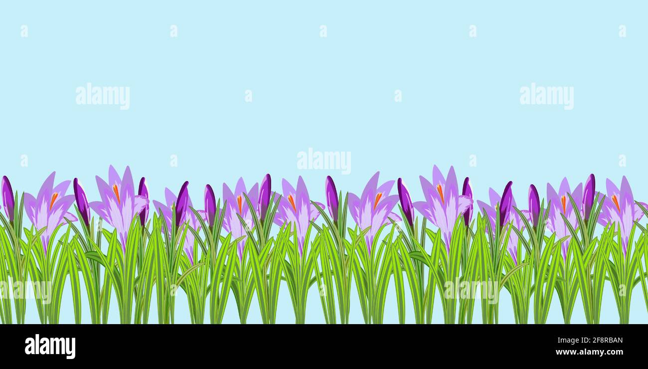 Crocus fiori senza cuciture modello di illustrazione vettoriale. Croci con gemme, petali e gambi intorno ai lati. Fiori vettoriali natura modello senza giunture Illustrazione Vettoriale