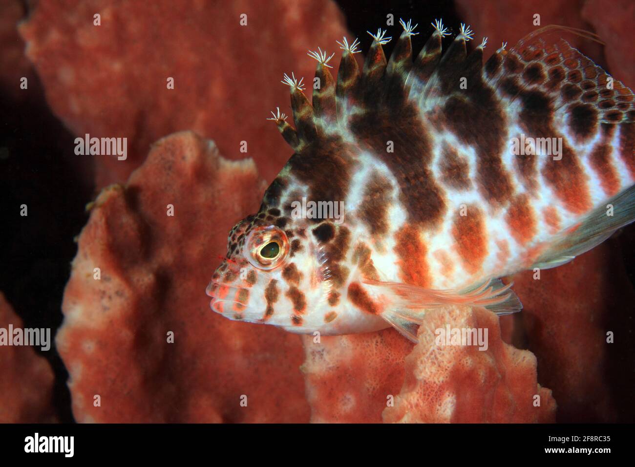 Fadenflossen-Büschelbarsch (Cirrhitichthys aprinus), (Lembeh, Sulawesi, indonesien) - Pesce falco spottato ((Lembeh, Sulawesi, Indonesia) Foto Stock