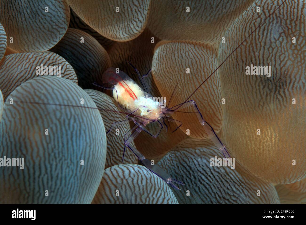 Die Blasenkorallen-Garnele (Vir philippinensis) lebt ausschliesslich in der Blasenkoralle Plerogyra sinusosa (Lembeh, Sulawesi, Indonesien) - Bubbleecor Foto Stock