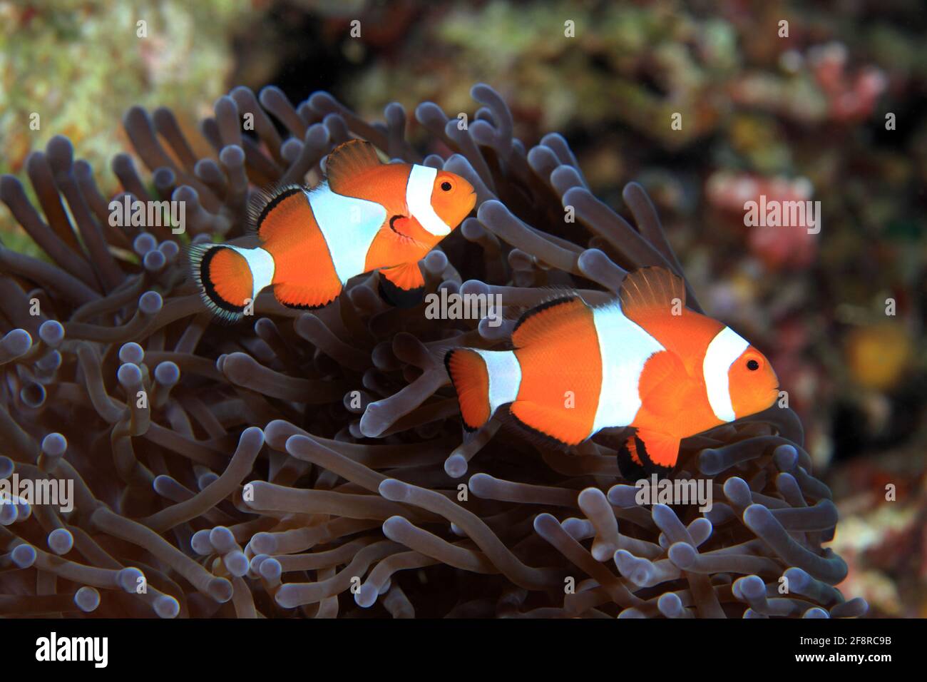 Westlicher Clownfisch (Amphiprion ocellaris), (Misool, Raja Ampat, Indonesien) - Falso clown anemonefish / ocellaris Clownfish / Falso percola Clownfi Foto Stock