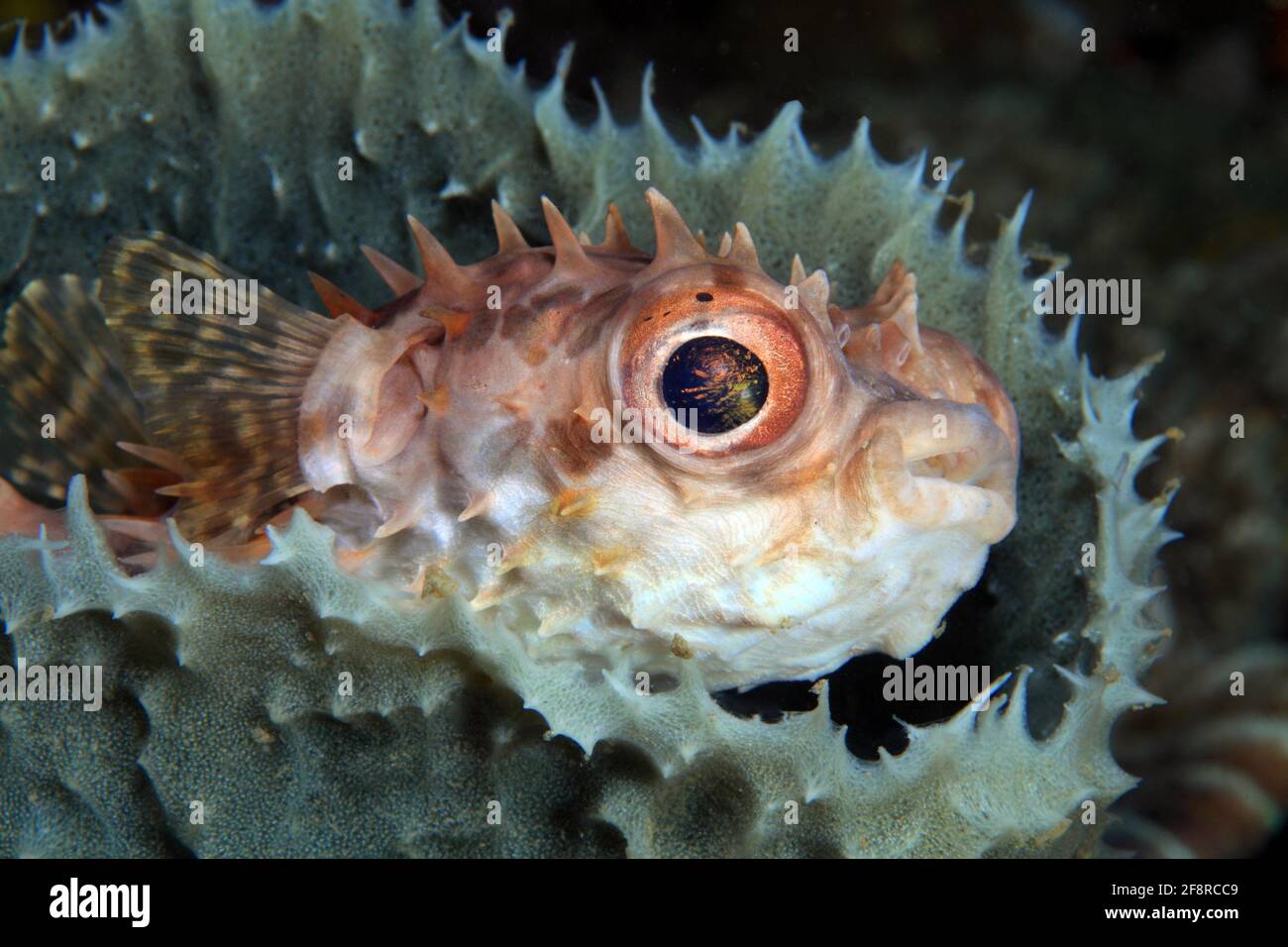 Kurzstachel-Igelfisch (Cyclichthys orbicularis), (Lembeh, Sulawesi, Indonesien) - scorpride porcupinefish / Birdbeak burrfish (Lembeh, Sulawesi, Indo Foto Stock