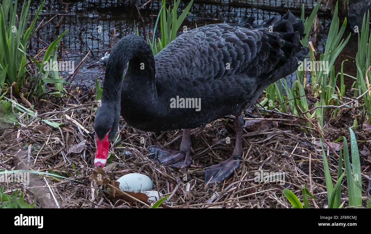 Un cigno nero in un parco londinese si prepara a sedersi sulle sue uova. Foto Stock