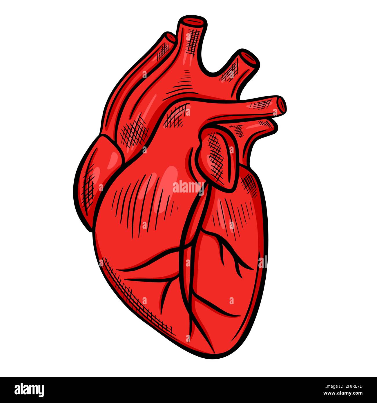 Cuore umano, disegno a mano libera. Vettore, l'organo principale del corpo umano. Schizzo medico del Heart.Vector. Illustrazione Vettoriale