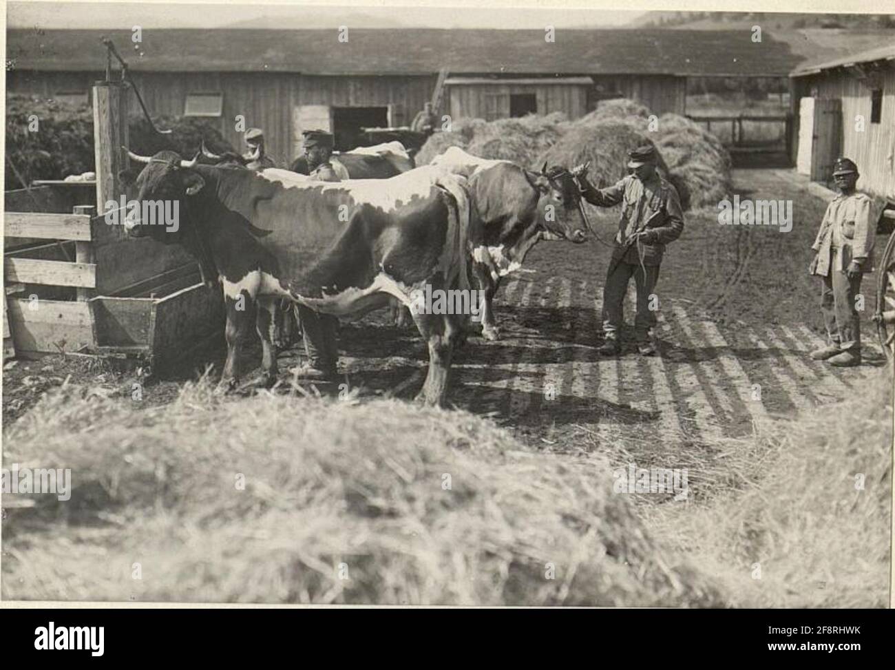 K.u.k. Battaglia Viehdepot Nro.7 a Feldkirchen. 1. Luogo del bestiame, il cosiddetto Laboiseplatz. Open.am 20.VII.1916. . Foto Stock