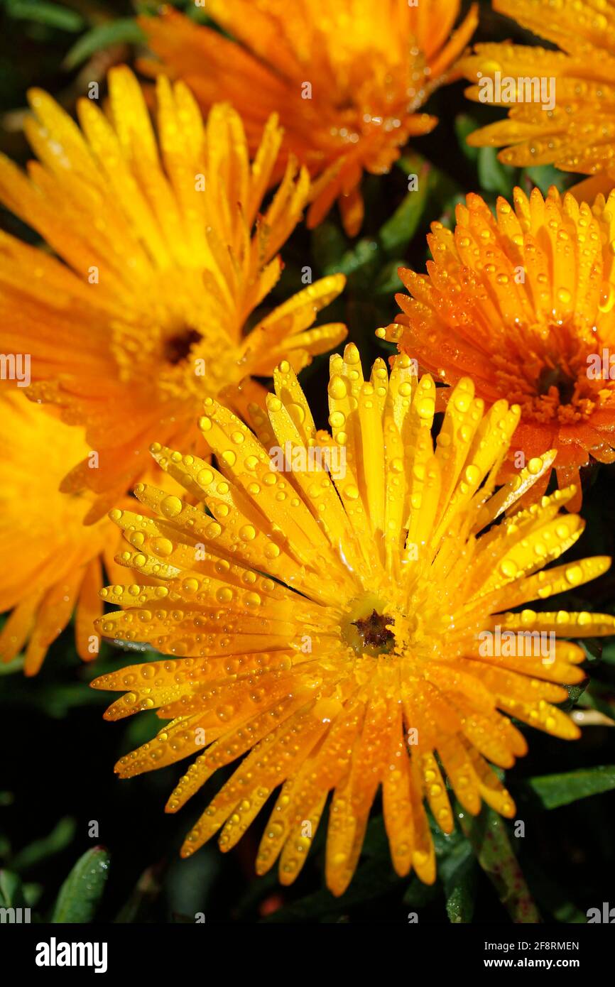 Mesembriantemo con goccioline. Foto Stock