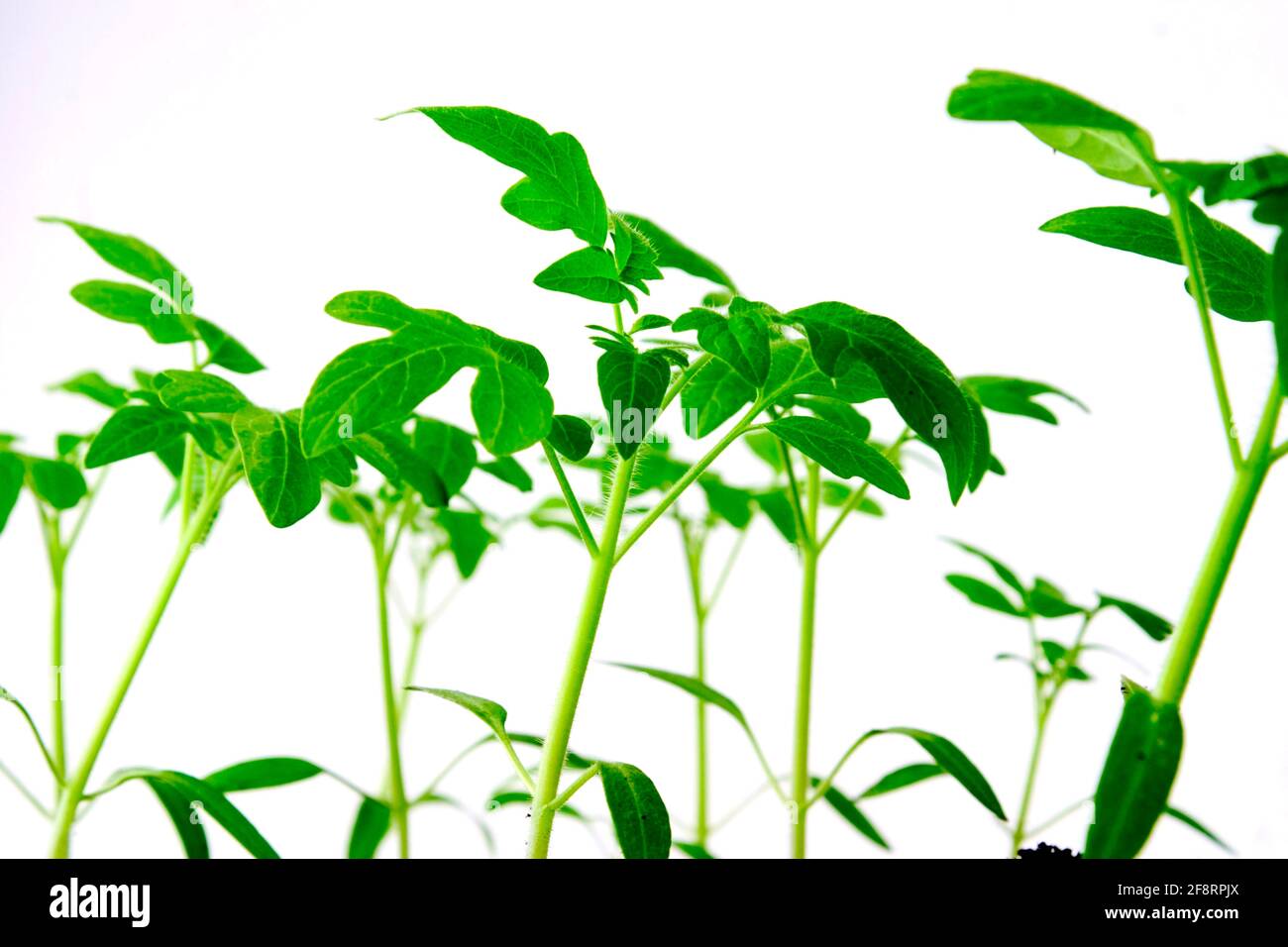 Pomodoro (Lycopersicon lycopersicum), giovani piante di pomodoro, ritaglio Foto Stock