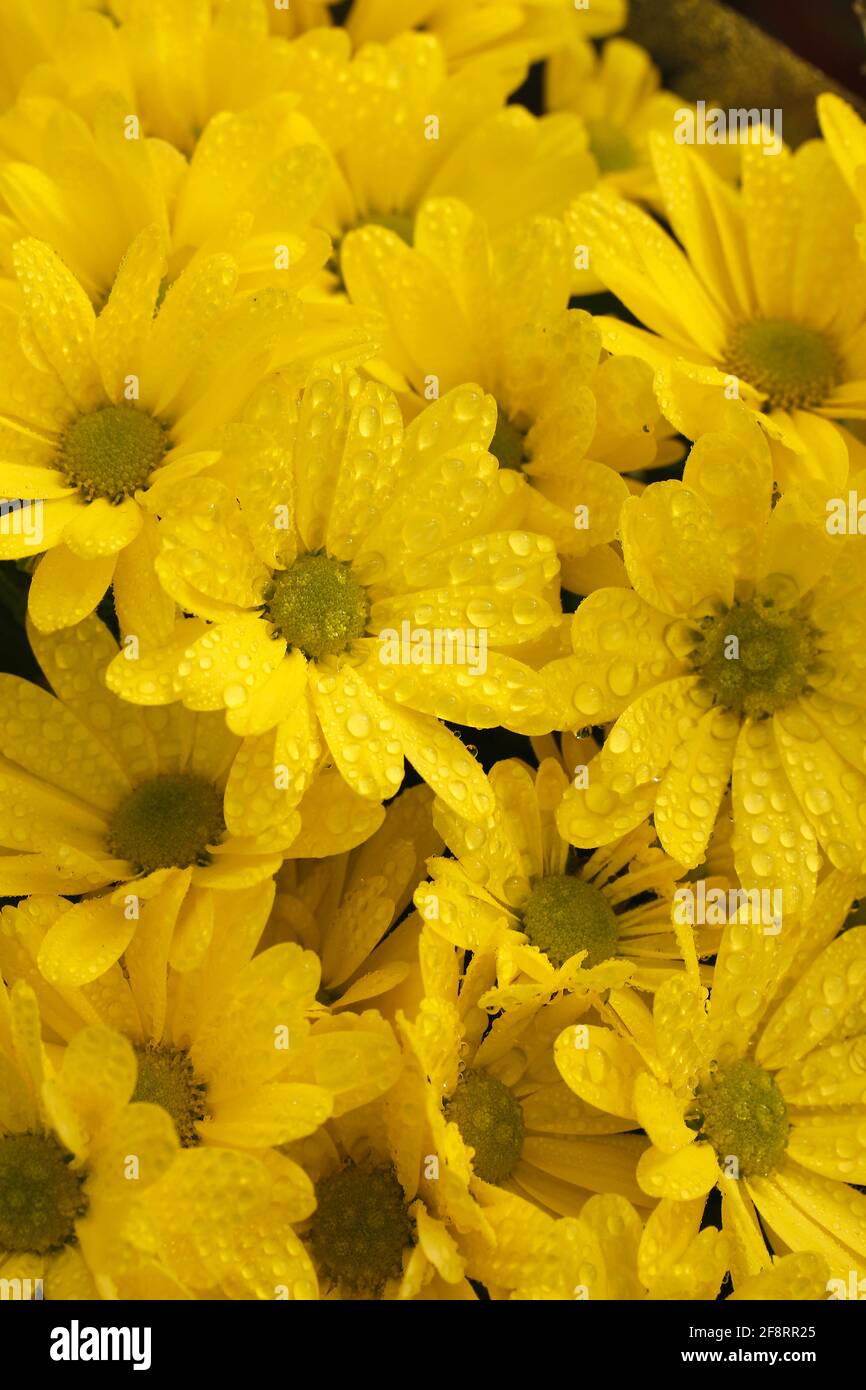 Crisantemo giallo con gocce. Foto Stock