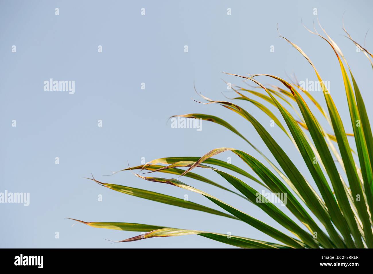 Rami verdi di palme tropicali contro un cielo blu. Sfondo naturale Foto Stock