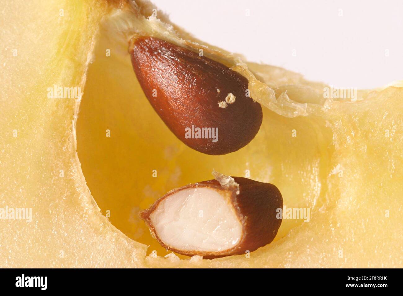 mela (Malus domestica), mela tagliata, anima Foto Stock