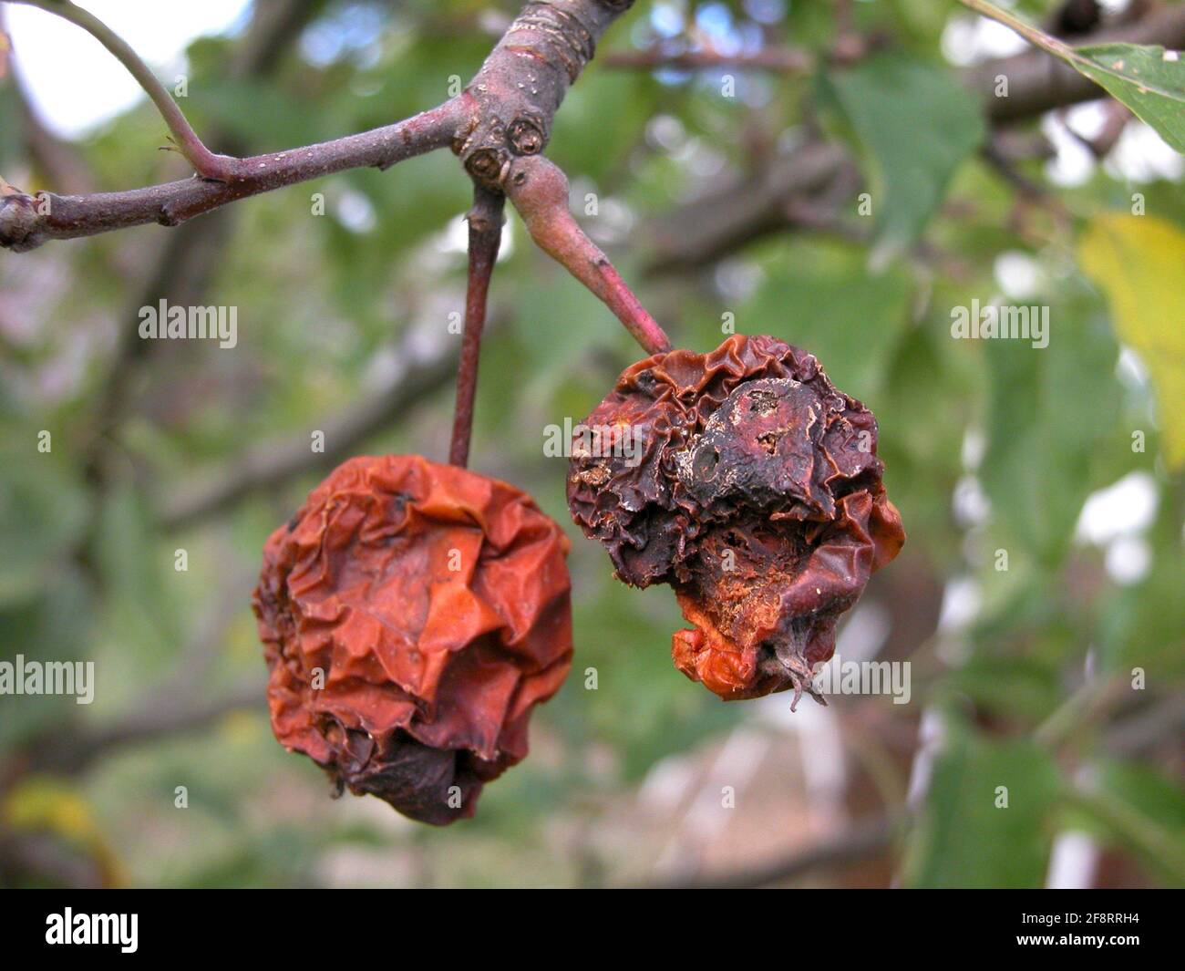 mela (Malus domestica), mele marcio su un albero, Austria Foto Stock