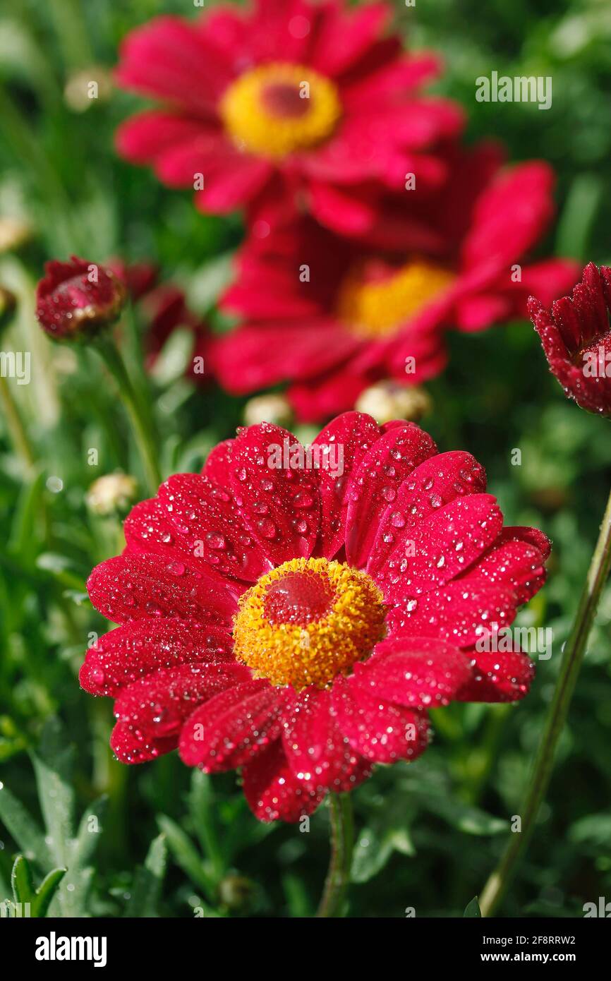 Margherite con goccioline. Foto Stock