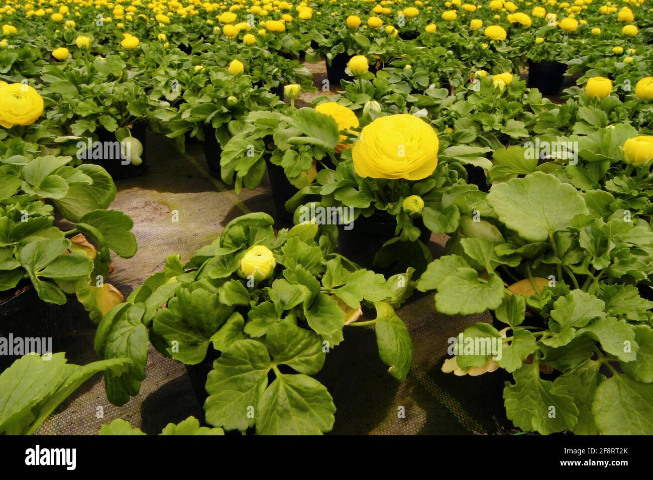 Persiano Buttercup, Turban Ranunculus, Turban buttercup (Ranunculus asiaticus, Ranunculus hortensis), piante giovani in una serra di un vivaio Foto Stock