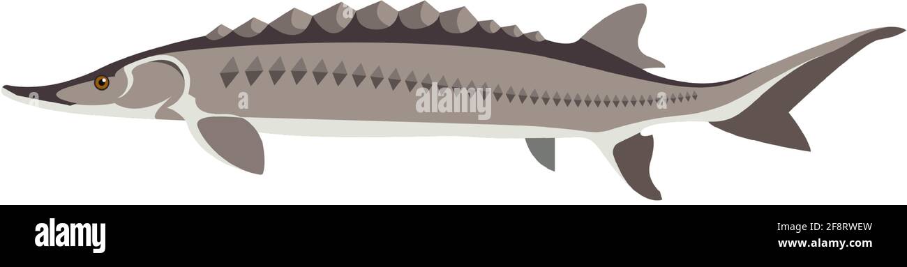 Vettore pesce adriatico storione acqua dolce illustrazione delle specie Illustrazione Vettoriale