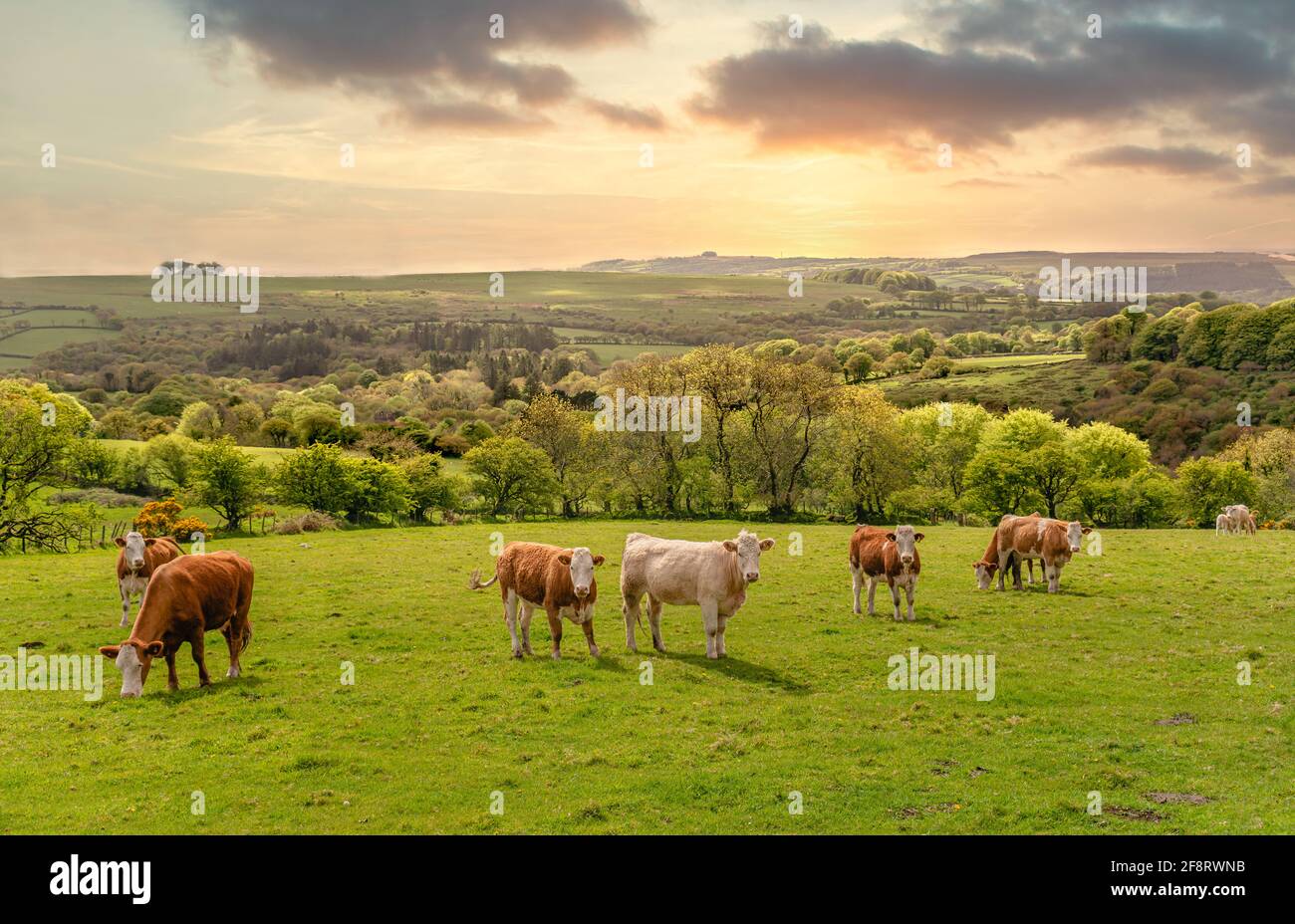 Bestiame in un paesaggio al Dartmoor National Park al crepuscolo, Devon, Inghilterra, Regno Unito Foto Stock