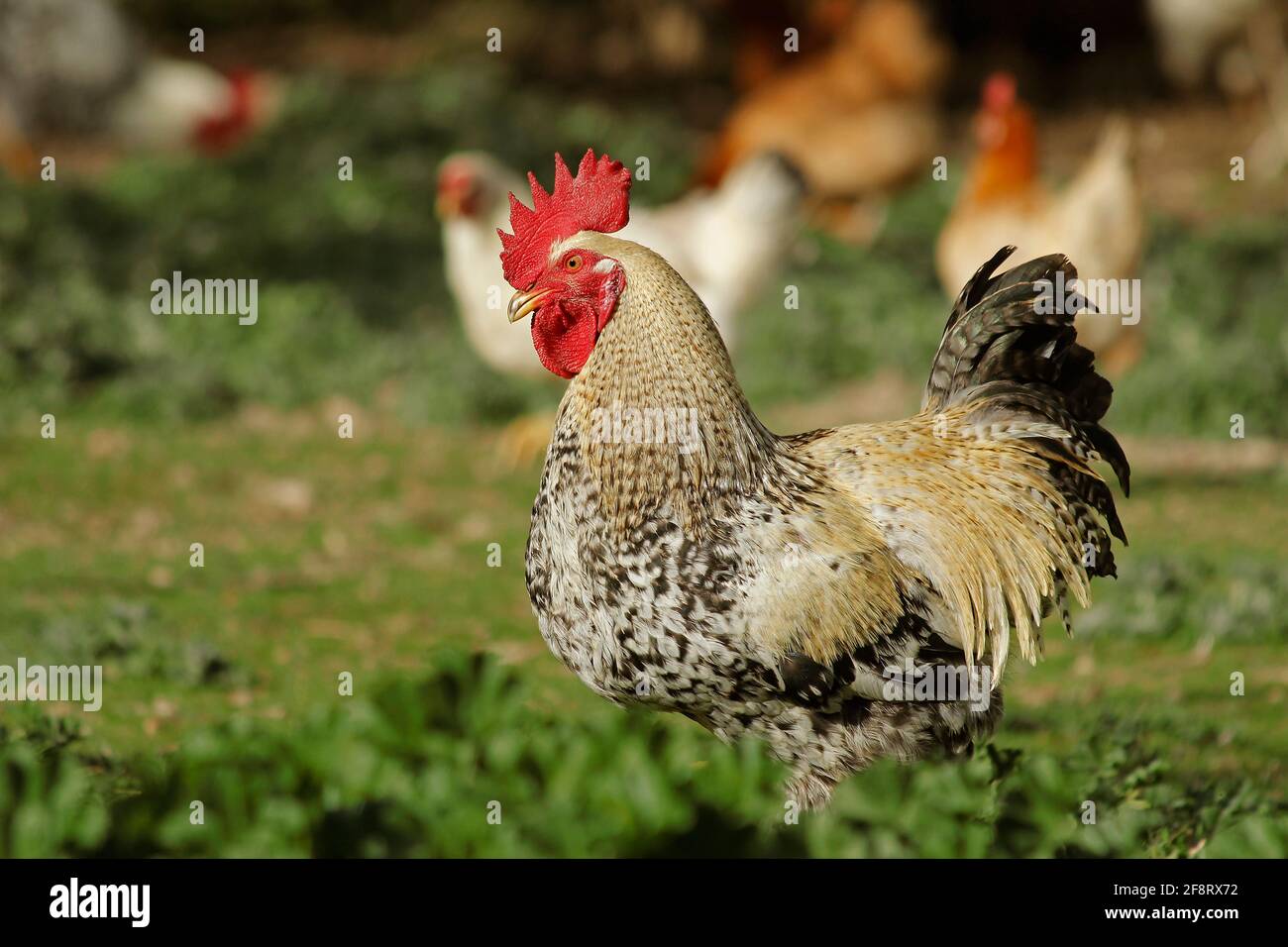 Gallo e galline. Foto Stock