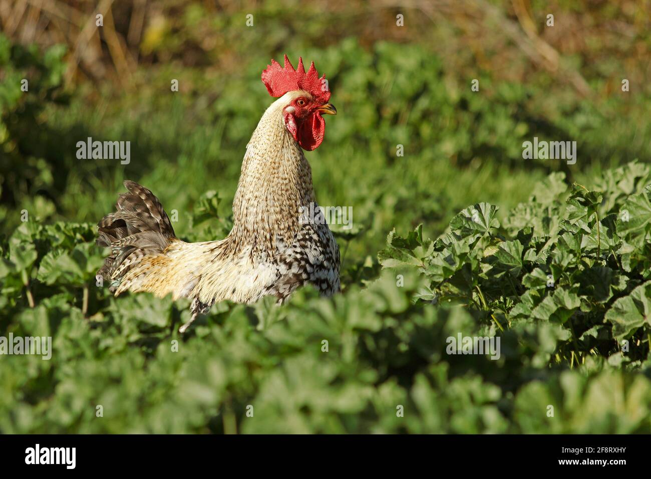 Rooster. Foto Stock