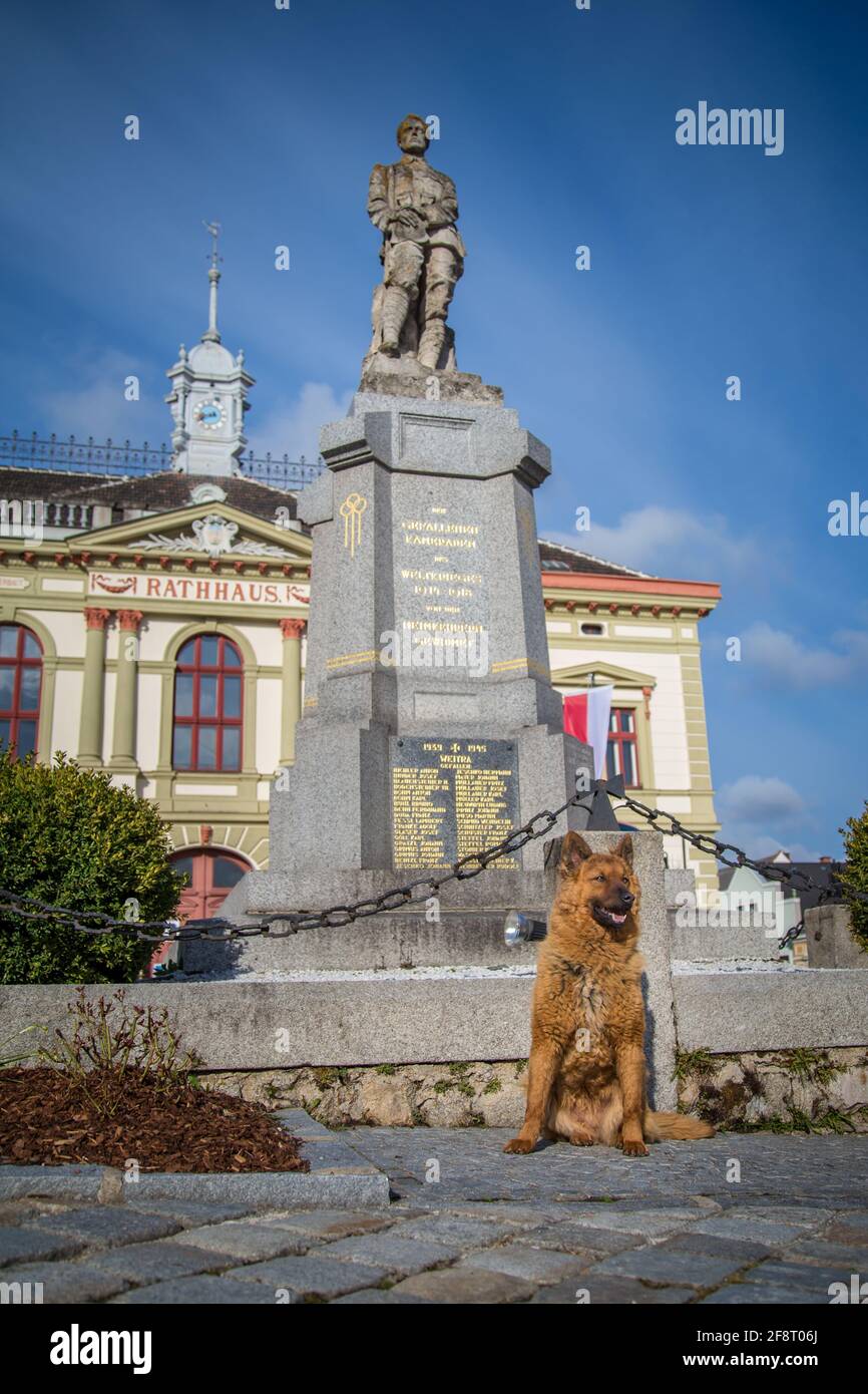 Vecchio cane da pastore tedesco (Kuhhund) che si trova nella città di Weitra, in Austria. Fotografia di cane urbano Foto Stock