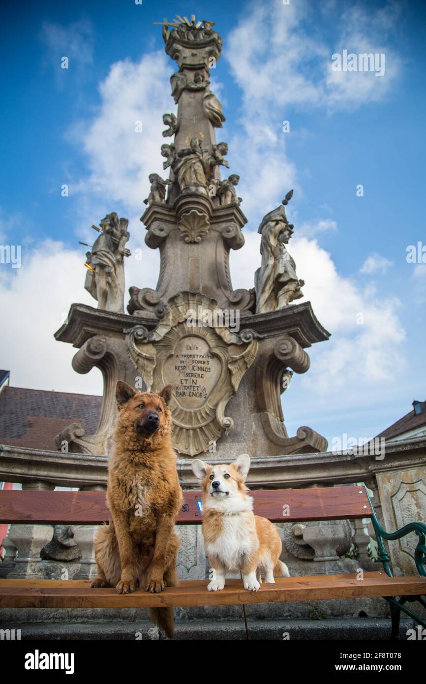 Amici del cane: Vecchio cane tedesco Sheepdog (Kuhhund) e gallese Corgi Pembroke in posa nella città di Weitra, Austria. Fotografia di cane urbano Foto Stock