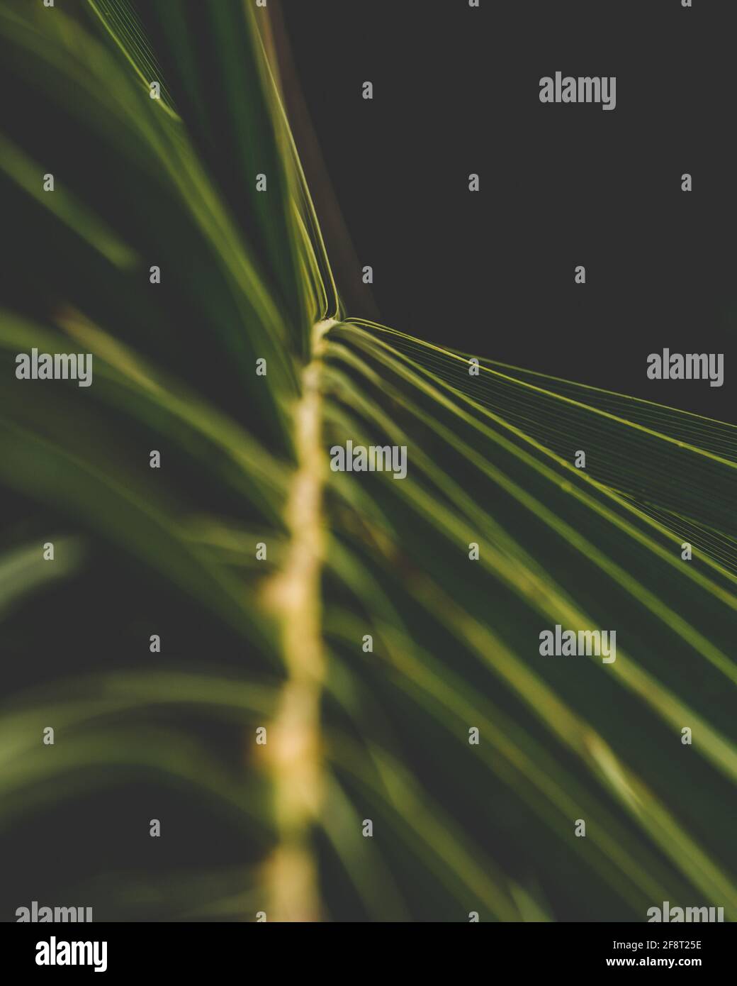 Palm lascia uno sfondo verde e nero con spazio per la copia. Natura sfondo. Composizione astratta minima. Messa a fuoco selettiva. Rapporto d'oro e idea d'estate Foto Stock