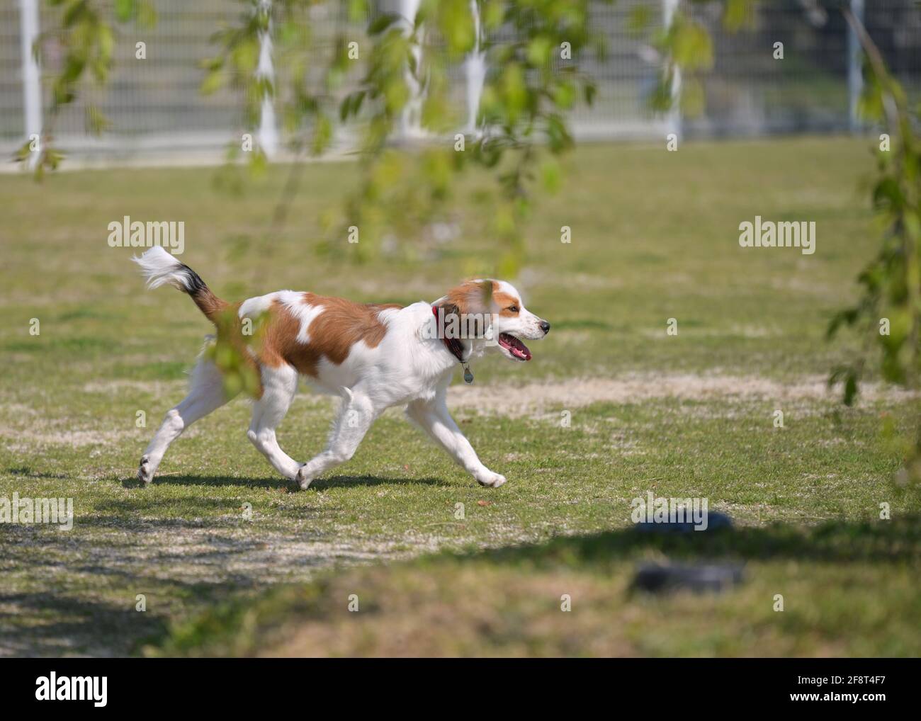 Felice giovane cane kooiker purebred che cammina sull'erba con la sua lingua fuori. Rami di albero e foglie verdi in primo piano. Foto Stock