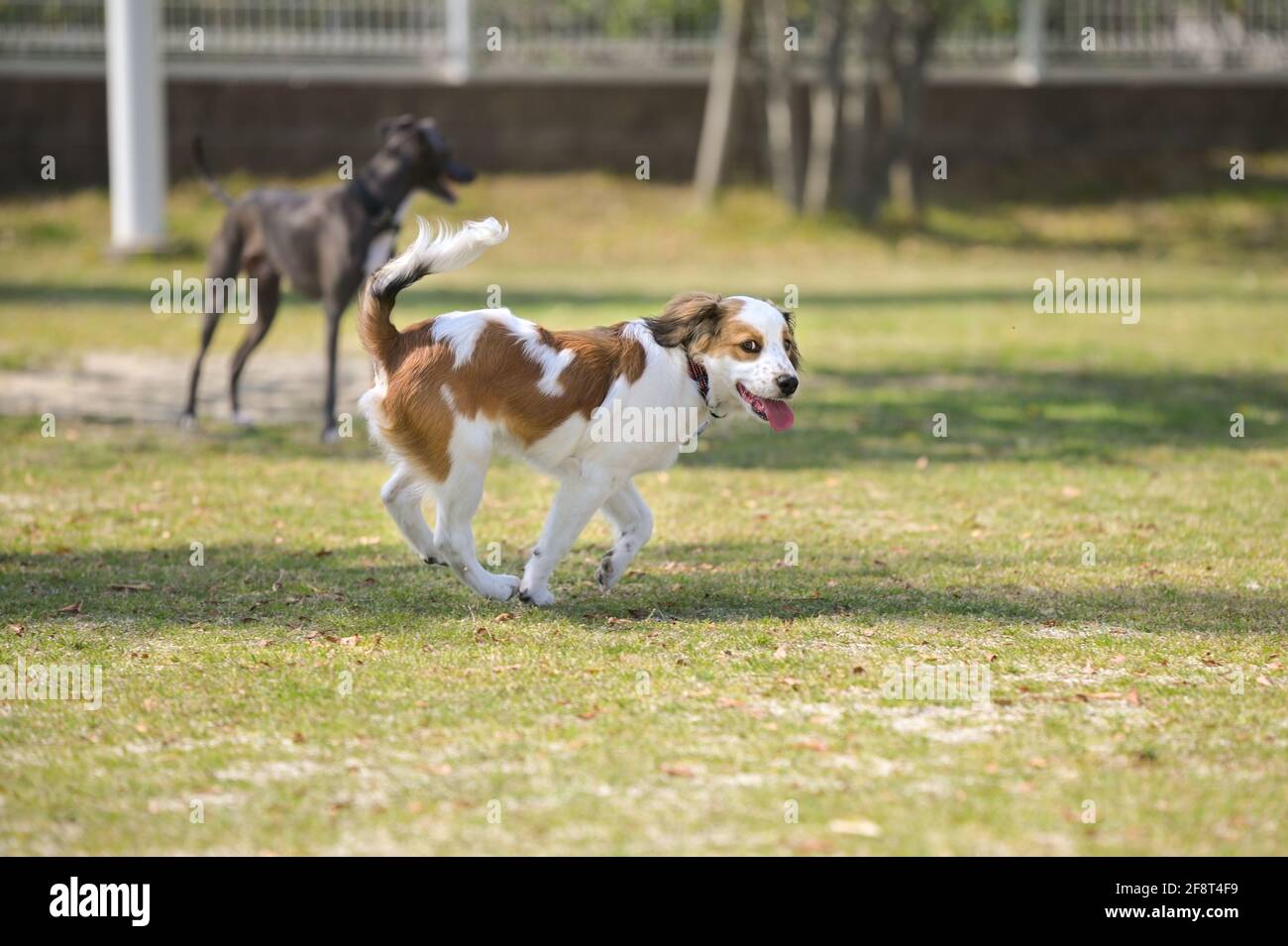 Felice giovane cane kooiker purebred che cammina sull'erba con la sua lingua fuori. Foto Stock