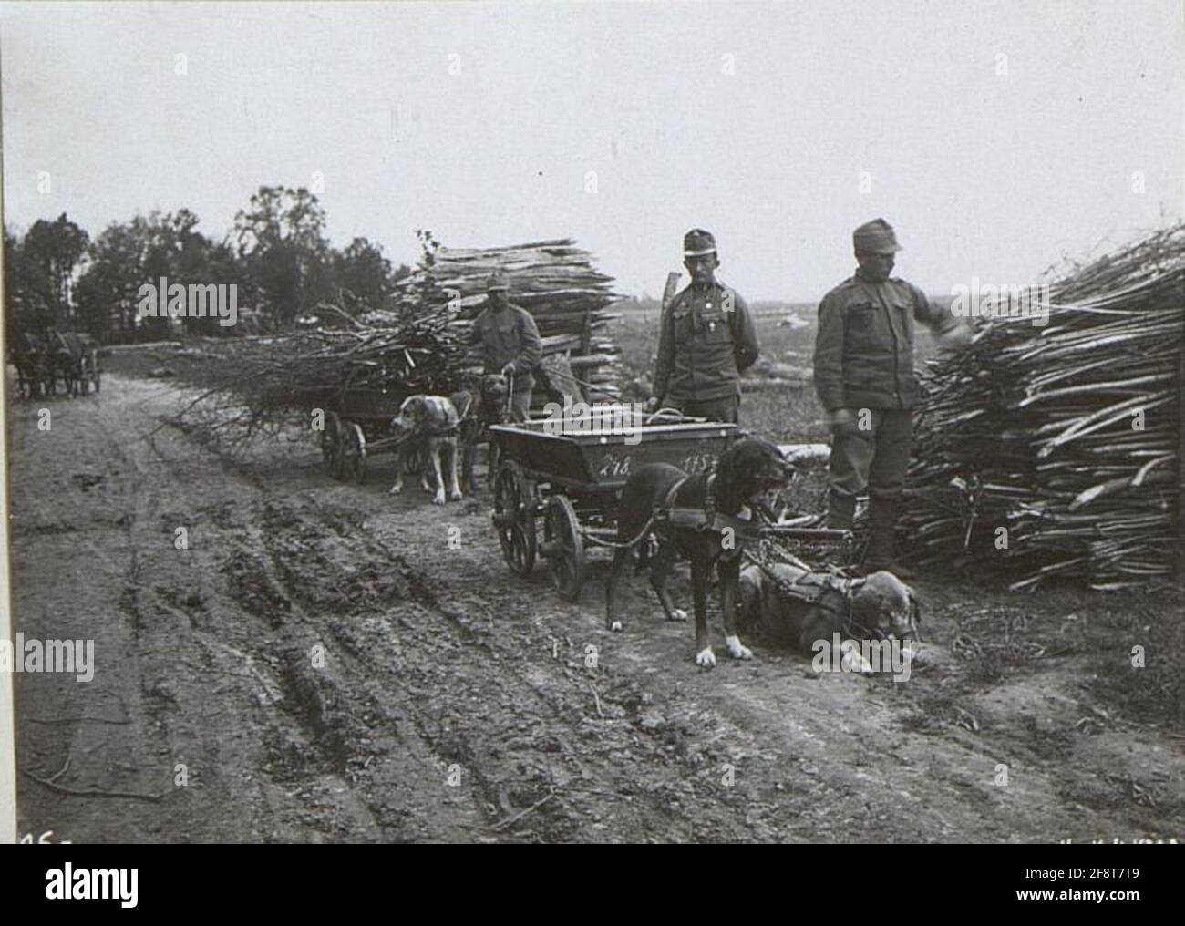 Cani al lavoro. . Foto Stock