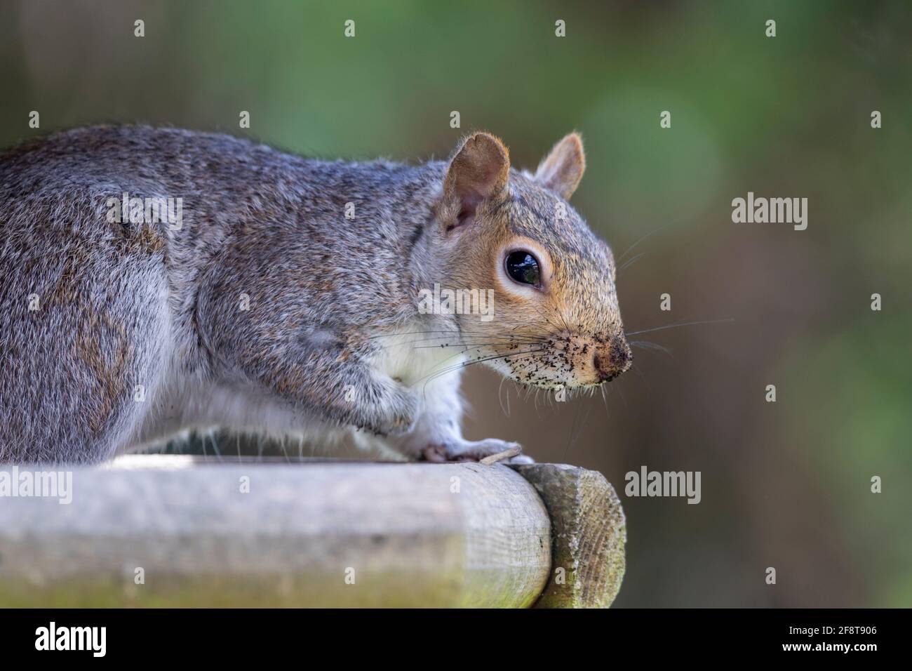 Scoiattolo grigio (Sciurus carolinensis) Foto Stock