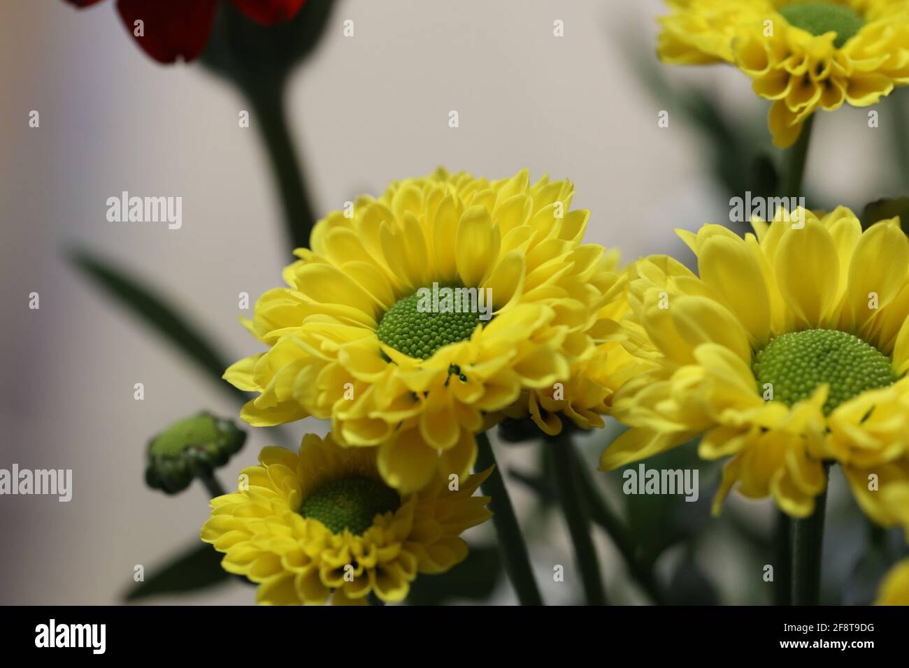 Fiori gialli in bouquet su sfondo sfocato. Foto Stock
