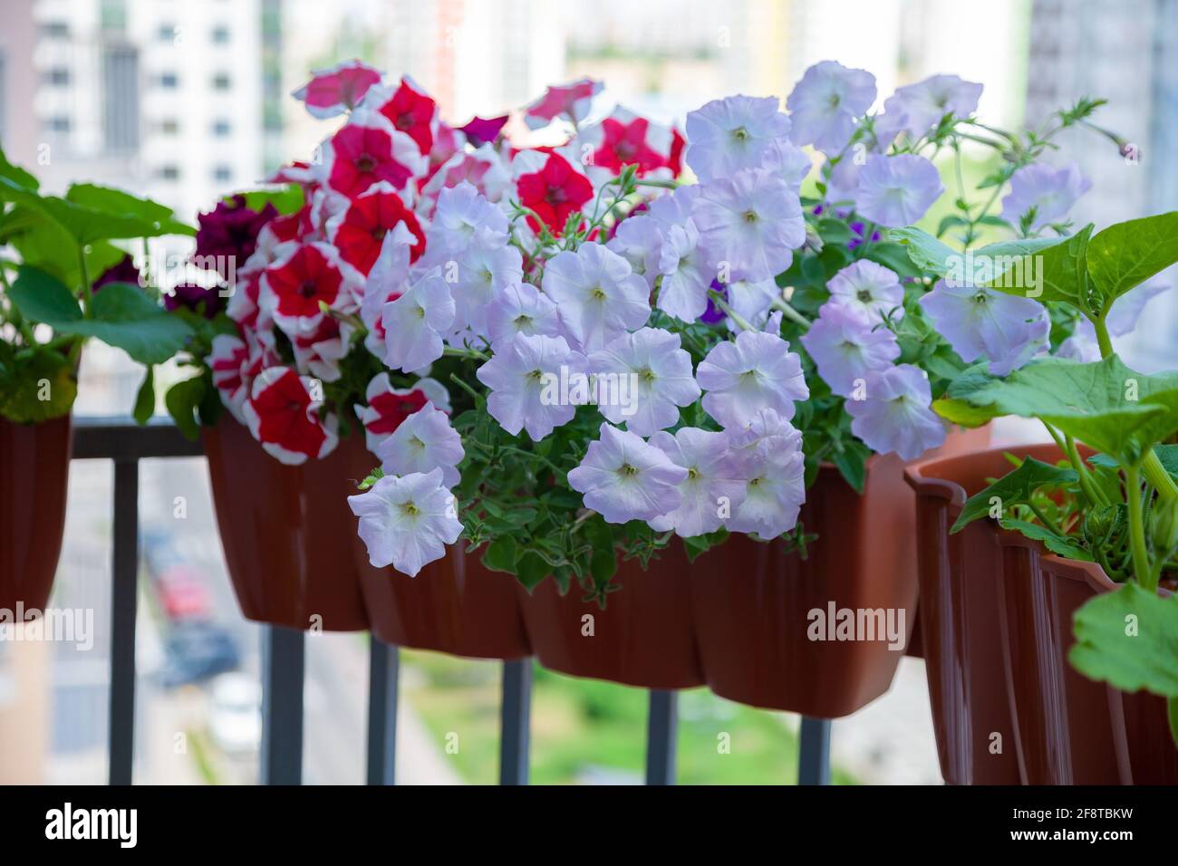 Petunia in una pentola sul balcone. Petunia rossa, bianca rosa in un vaso sulla ringhiera del balcone. Impianto stradale. Foto Stock