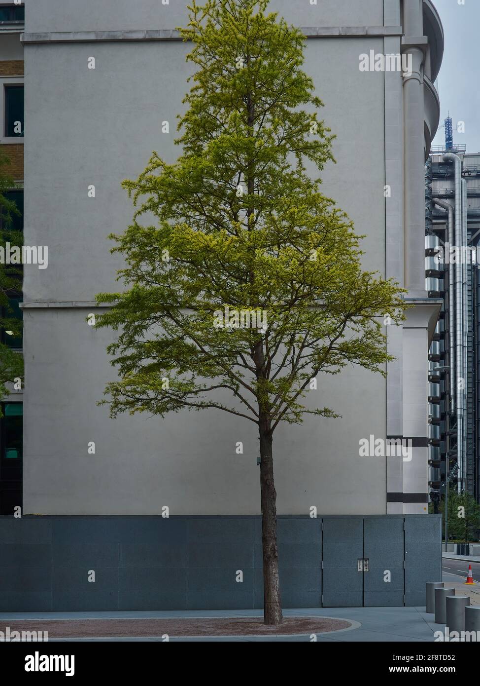 Natura trovare una casa in un ambiente urbano. Un albero in pieno fogliame, che aggiunge colore alla vita, in contrasto con il cemento grigio e l'acciaio. Foto Stock