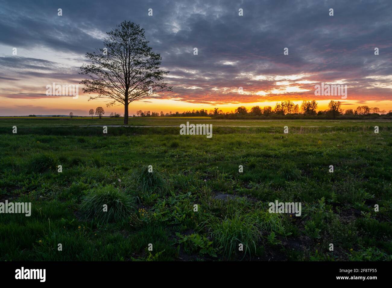 Prato e albero senza foglie, belle nuvole colorate dopo il tramonto, Czulczyce, Lubelskie, Polonia Foto Stock