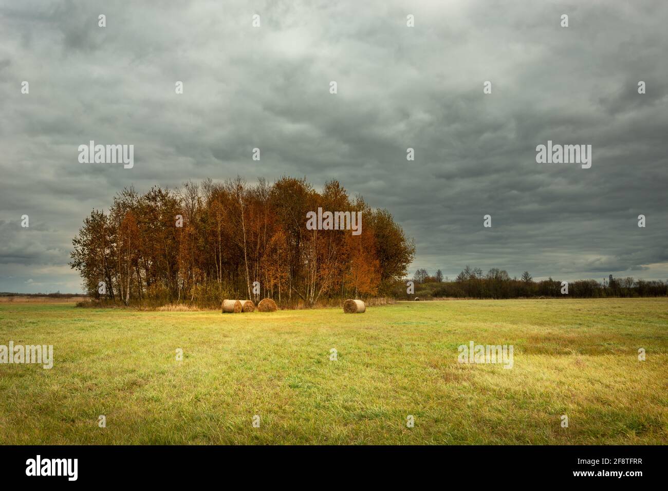 Un gruppo di alberi autunnali che crescono in un prato e un cielo nuvoloso, Nowiny, Lubelskie, Polonia Foto Stock