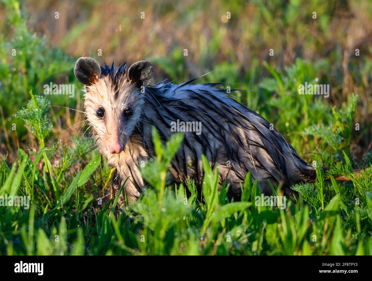 Virginia Opossum (Didelphis virginiana) è l'unico marsupiale del Nord America. Sheldon Lake state Park, Houston, Texas, Stati Uniti. Foto Stock