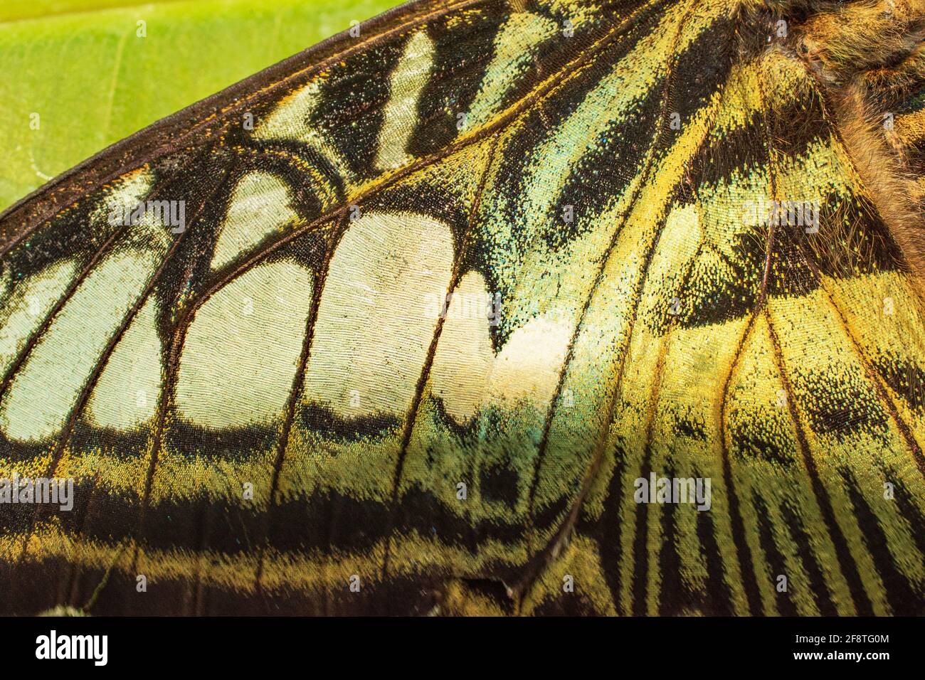 Un vivace motivo giallo e nero e bianco di a. Clipper farfalla ala molto vicino Foto Stock