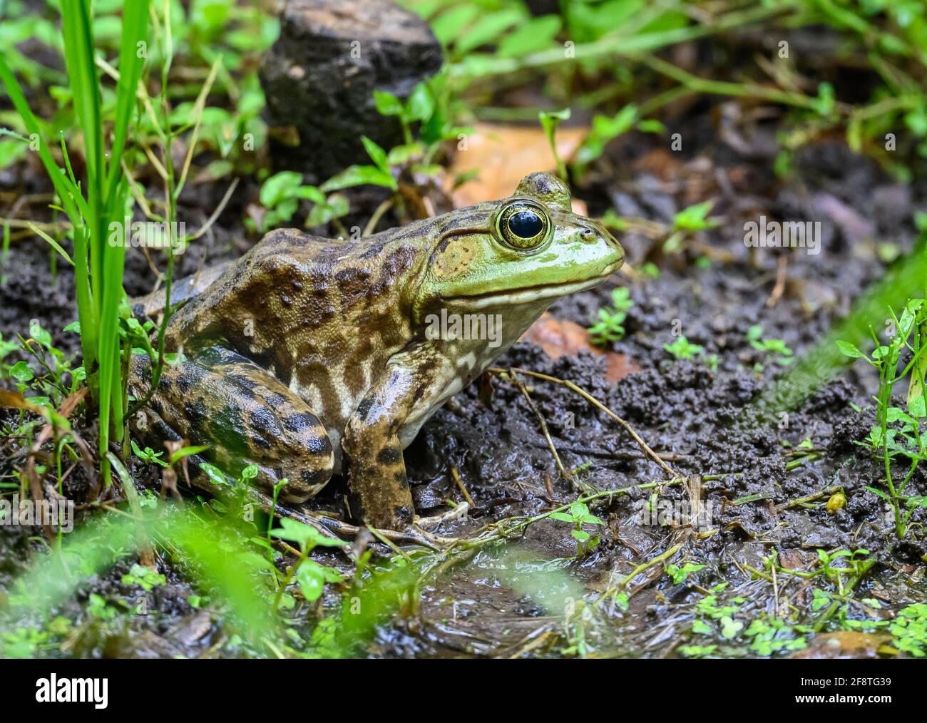 Un Bullfrog americano (litobates catesbeianus) seduto vicino a uno stagno. Galveston state Park, Galveston, Texas, Stati Uniti. Foto Stock